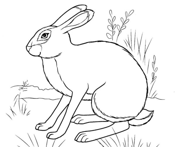 Заяц рисунок