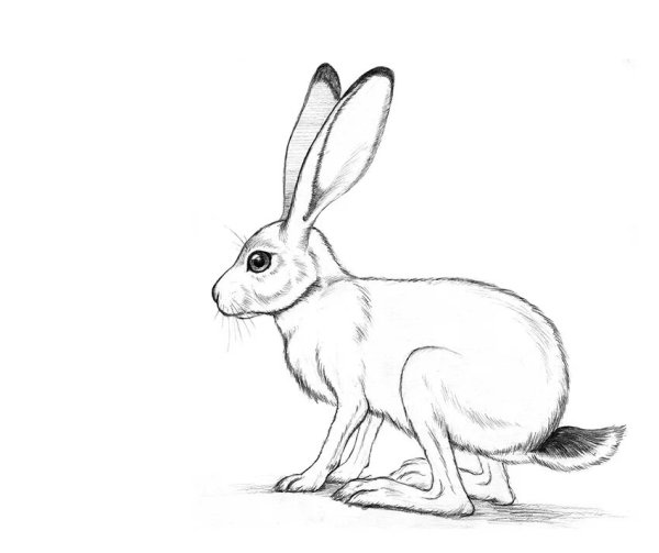 Заяц рисунок