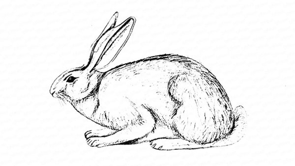 Кролик сбоку рисунок