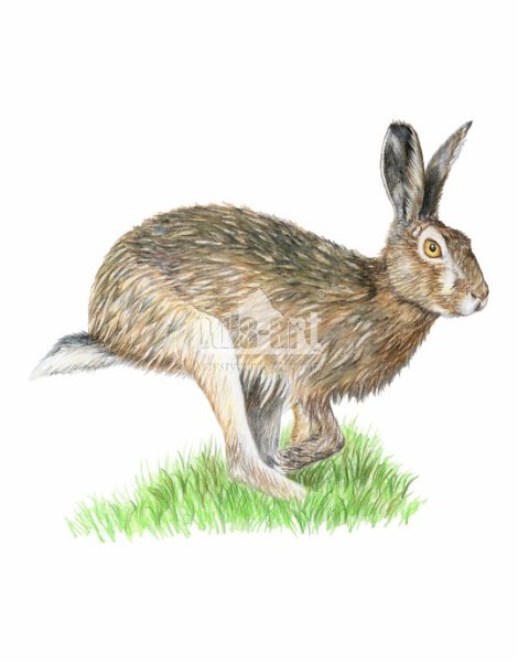 Нарисовать зайца русака