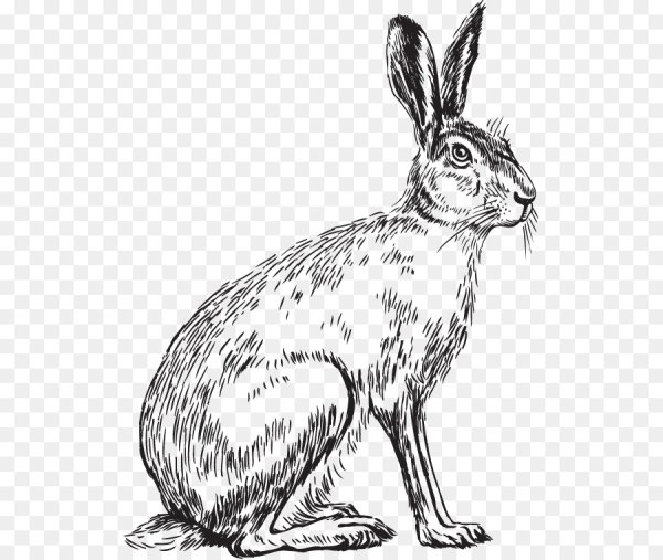 Заяц Русак черно белый