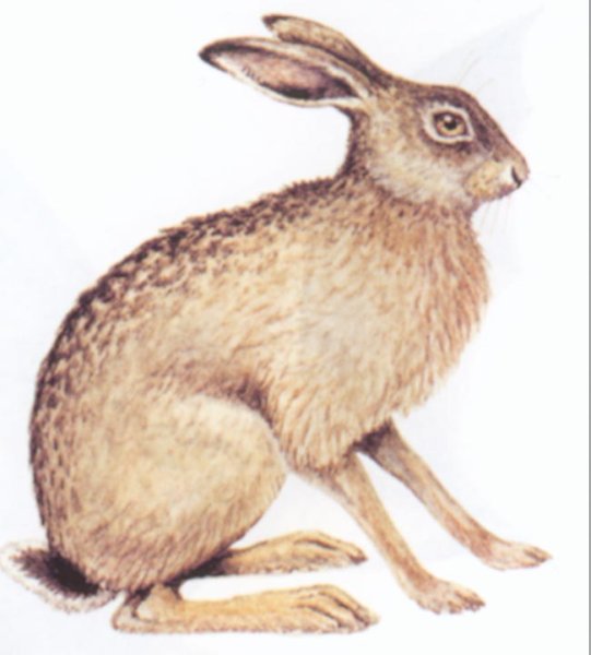 Заяц Русак на белом фоне