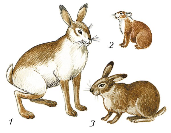 Эволюция вида зайцеобразных