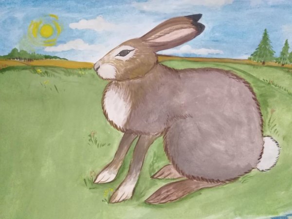 Заяц в природе рисунок