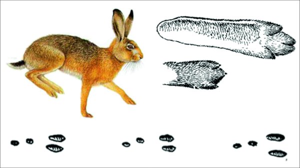 Заяц Беляк и заяц Русак следы
