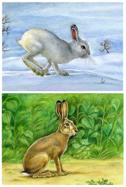 Нарисовать зайца русака