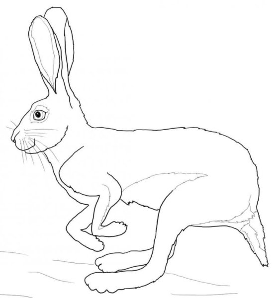 Заяц Беляк раскраска