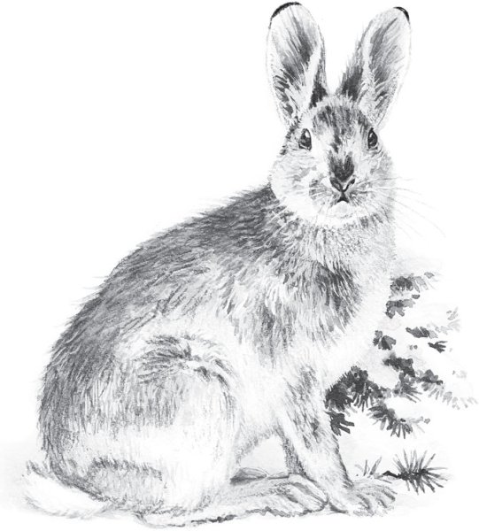 Заяц Русак иллюстрация