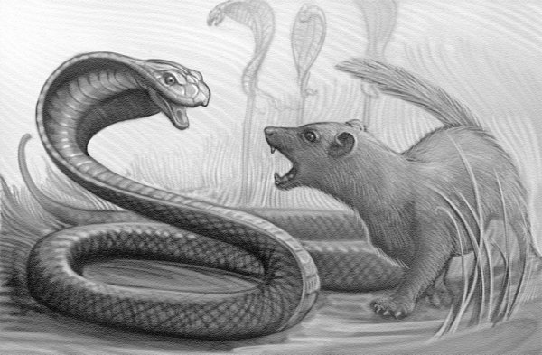 Рисунок мангуста