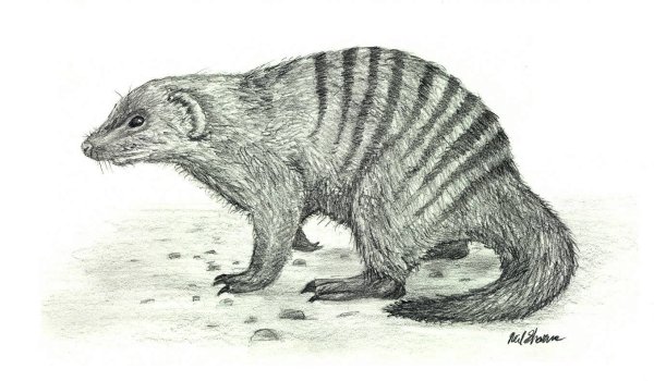 Мангуст карандашом
