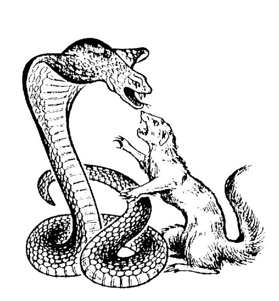 Мангуст Рики Тики Тави