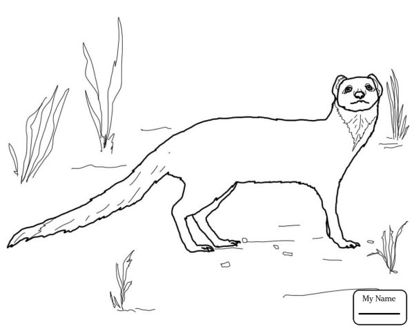 Мангуст Рикки Тикки Тави