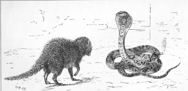 Мангусты Рикки Тикки Тави