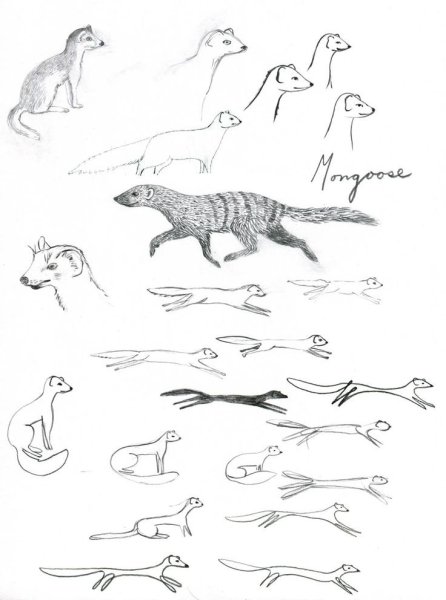 Наброски млекопитающих