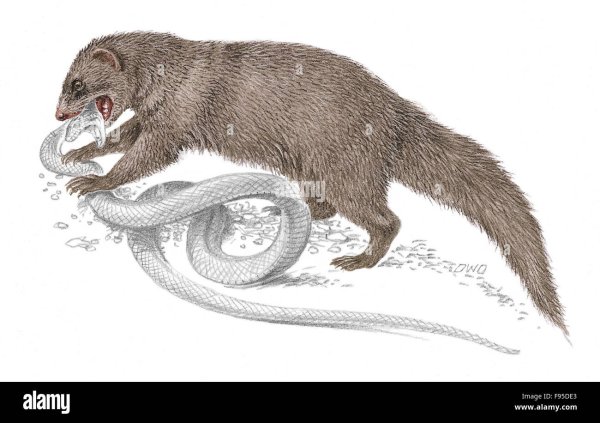 Мангуст анатомия