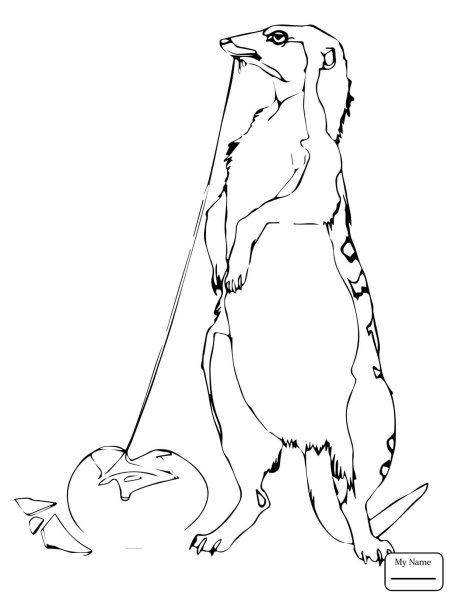Рисунок мангуста