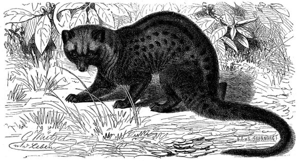 Цивета мифология