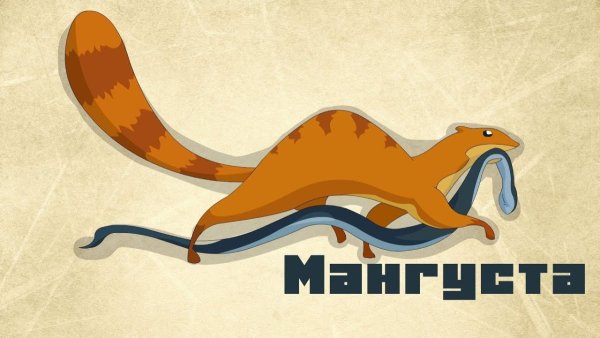 Житков мангуста иллюстрации