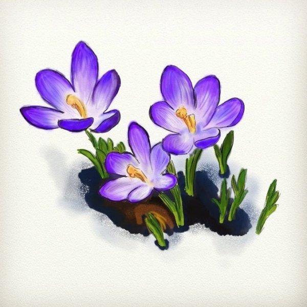Крокус иллюстрация