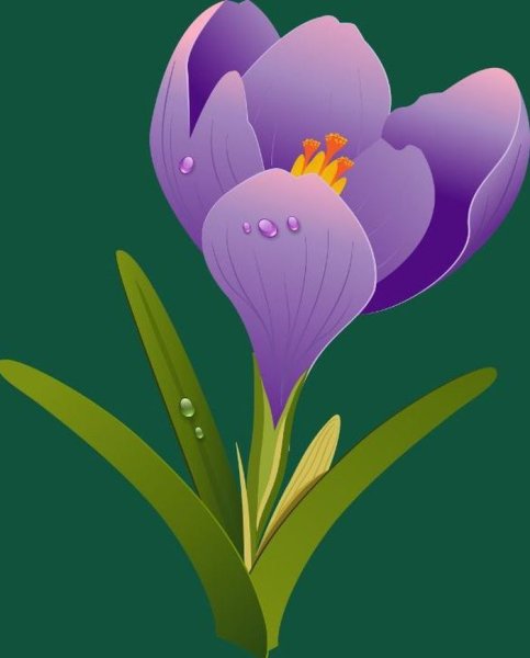 Цветы Крокус куст