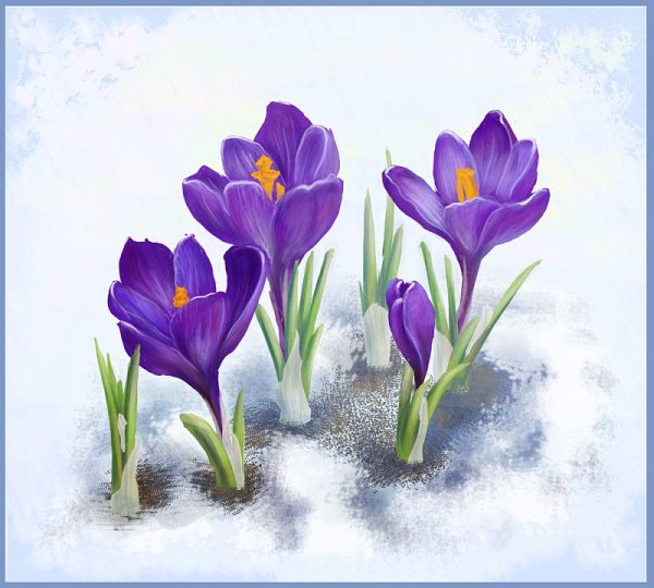 Крокус для дошкольников