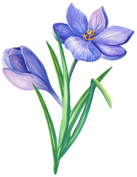 Шафран Коркус на белом фоне