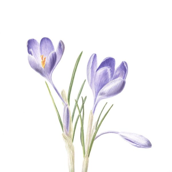 Крокус Ботаническая акварель