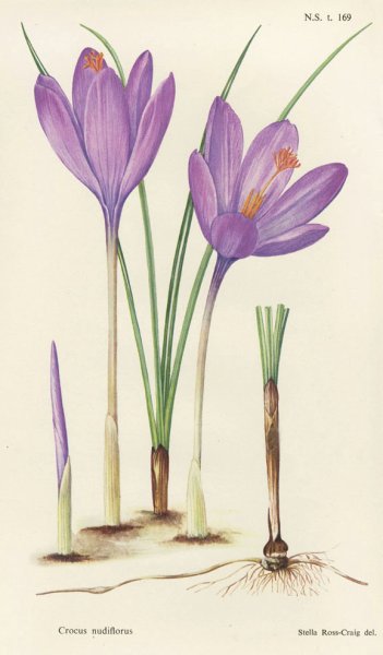 Безвременник ботаника