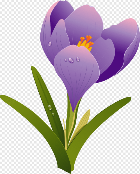 Крокус цветок