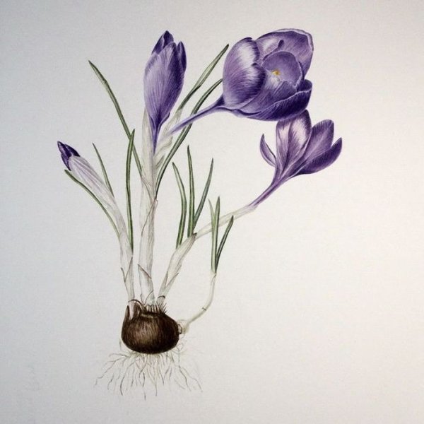 Ботаническая живопись крокусы