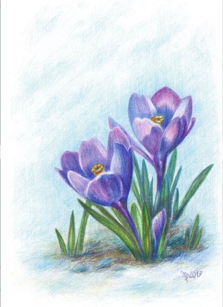 Рисование весенних цветов