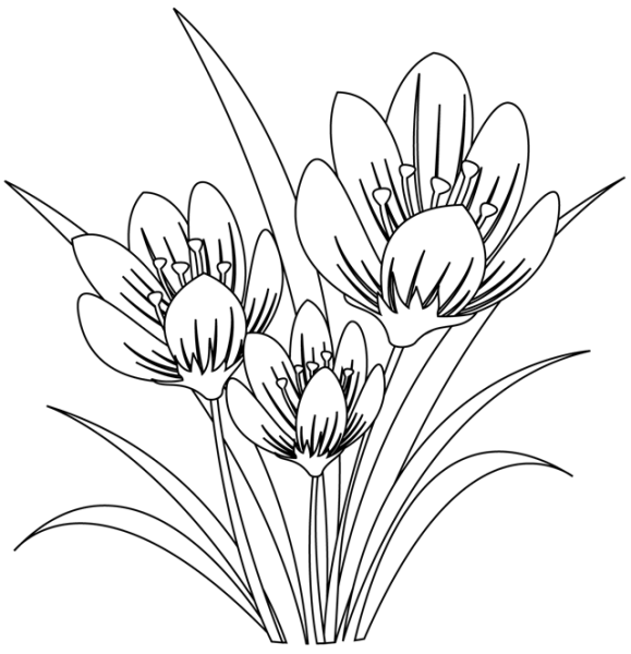 Прострел Луговой контур