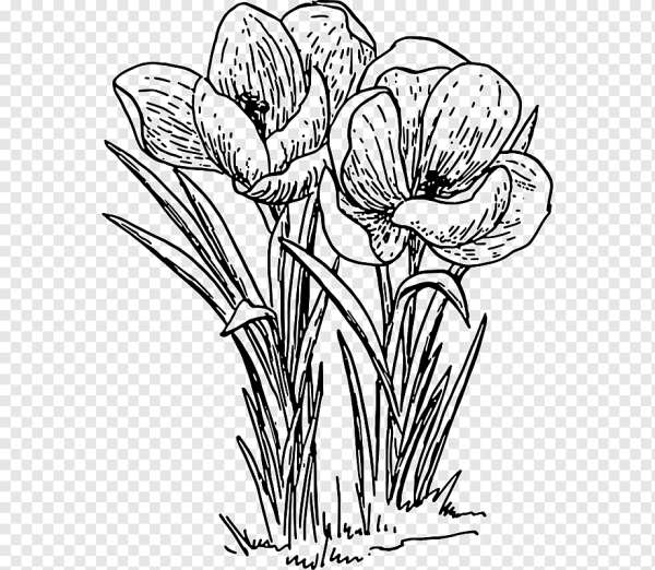 Весенние цветы карандашом