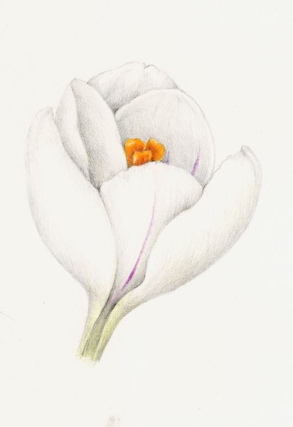 Крокус рисунок