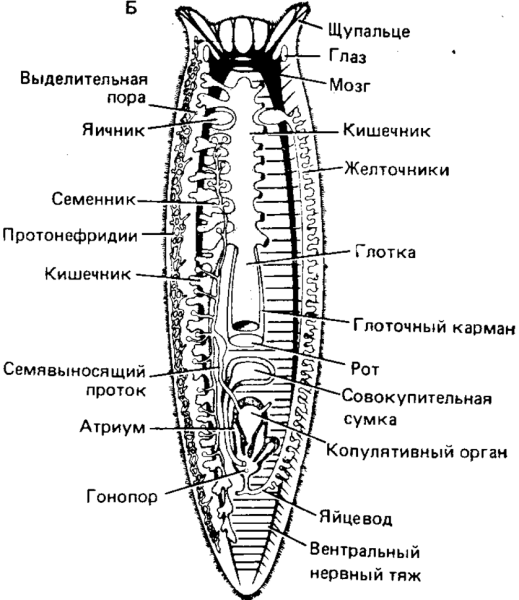 Строение ресничных плоских червей