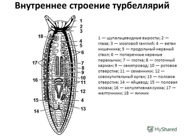 Схема строения трехветвистой турбеллярии