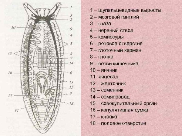 Ресничные черви строение