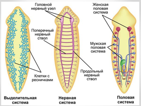 Молочная планария внутреннее строение