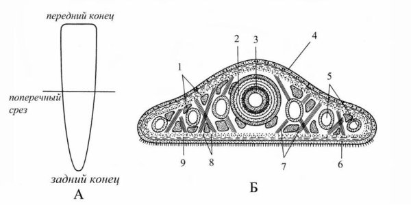 Поперечный раздел тела белой планарии