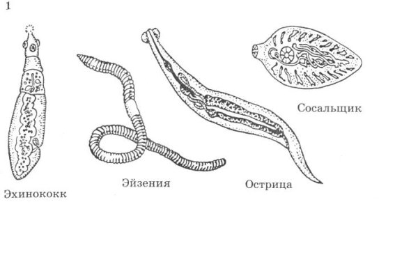 Класс Ресничные черви внутреннее строение