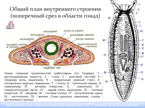 Тип плоские черви класс Ресничные