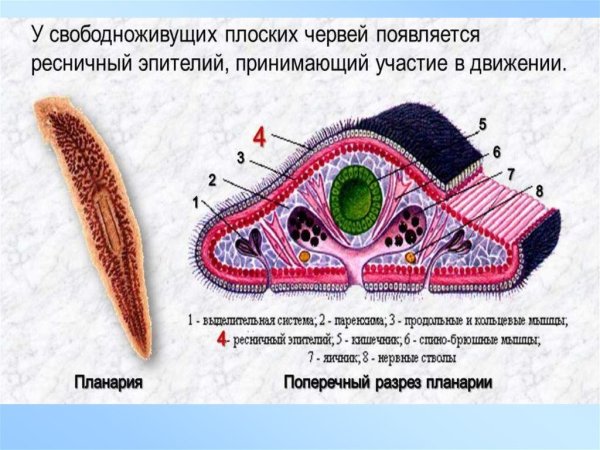 Класс Ресничные черви молочная планария