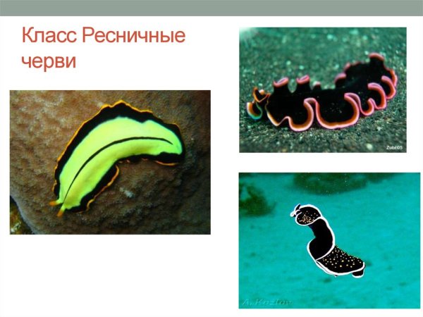 Молочная планария выделительная система