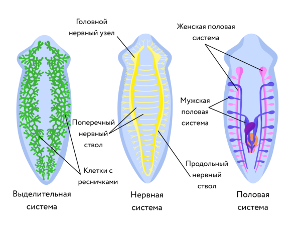Ресничные черви пищеварительная система