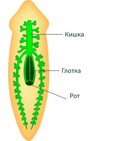 Схема внутреннего строения белой планарии