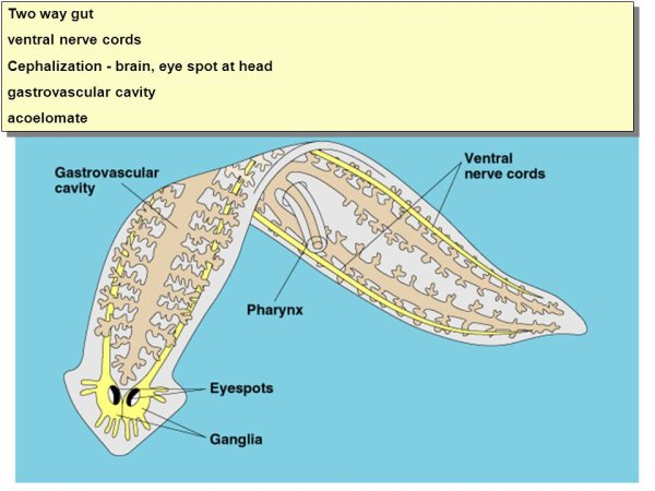 Планария многоглазка