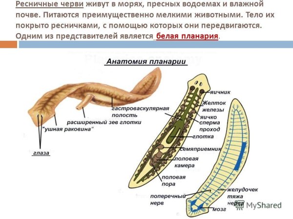 Плоские черви молочная планария