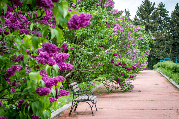 Ботсад МГУ сиреневый сад