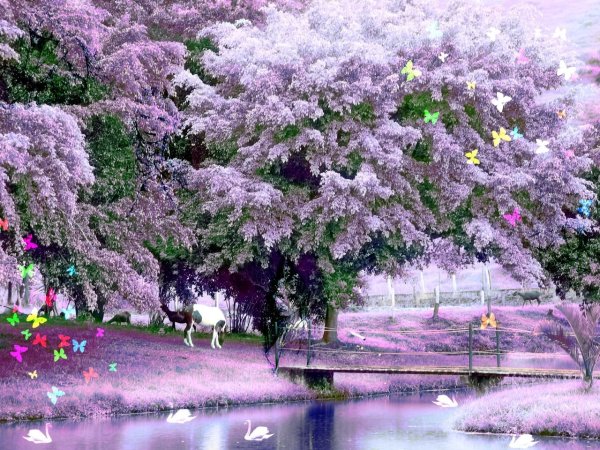 Сиреневый сад расцвела сирень?