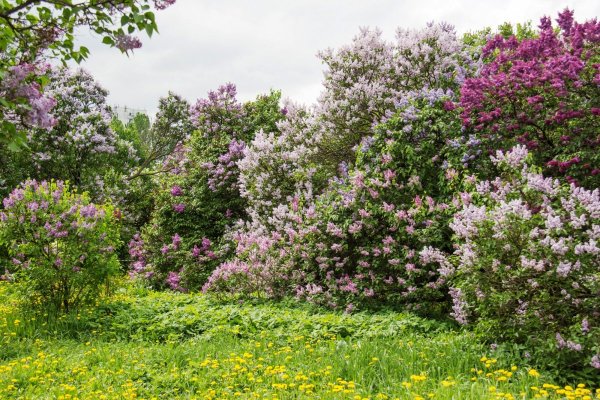 Сирень обыкновенная Мультиштамб